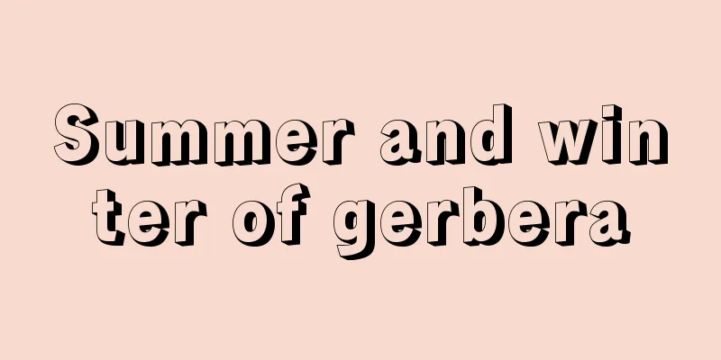 Summer and winter of gerbera