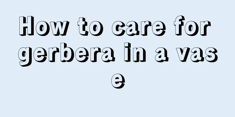 How to care for gerbera in a vase