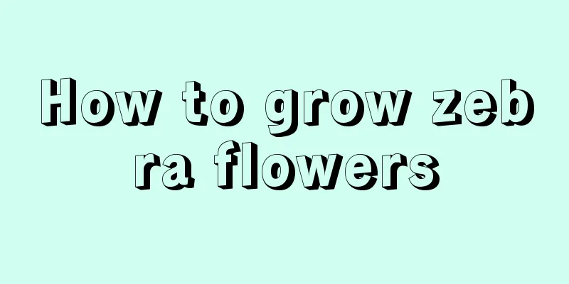 How to grow zebra flowers