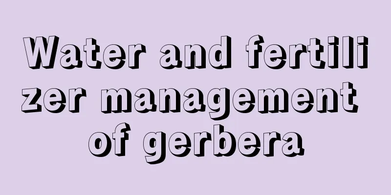 Water and fertilizer management of gerbera