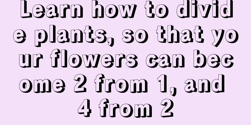 Learn how to divide plants, so that your flowers can become 2 from 1, and 4 from 2