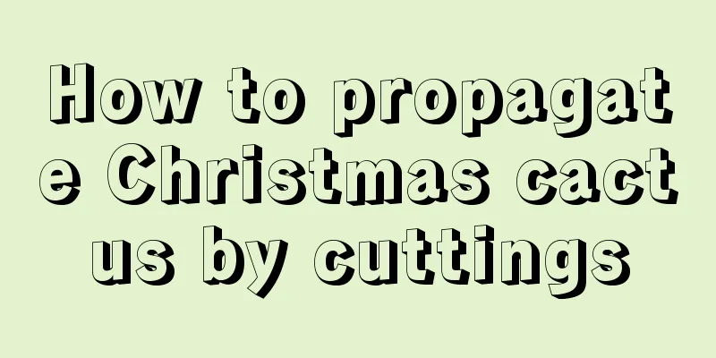 How to propagate Christmas cactus by cuttings