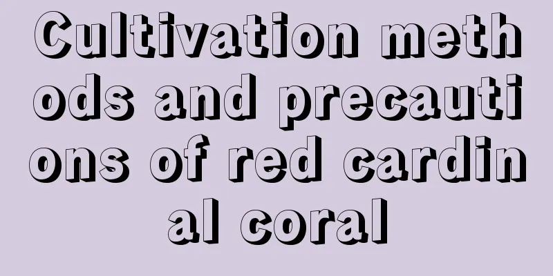 Cultivation methods and precautions of red cardinal coral