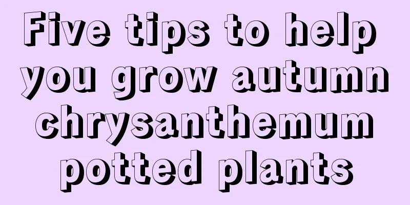 Five tips to help you grow autumn chrysanthemum potted plants