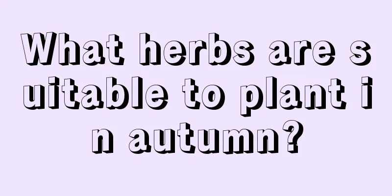 What herbs are suitable to plant in autumn?