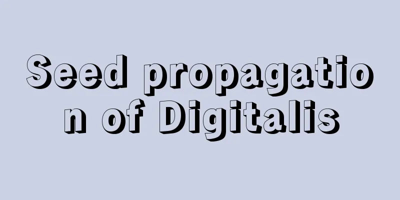 Seed propagation of Digitalis