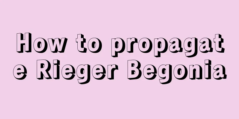 How to propagate Rieger Begonia