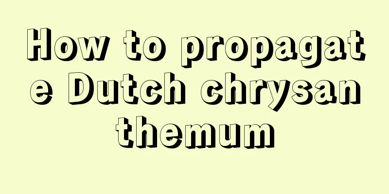 How to propagate Dutch chrysanthemum