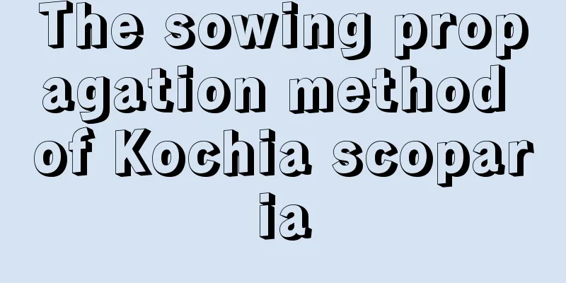 The sowing propagation method of Kochia scoparia