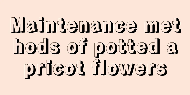 Maintenance methods of potted apricot flowers