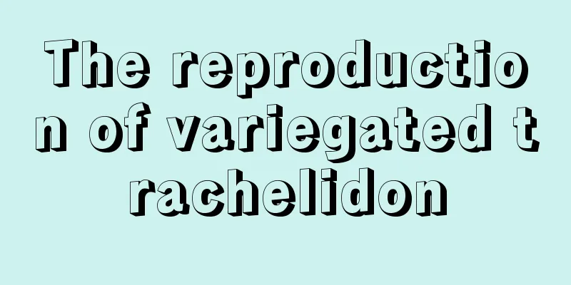 The reproduction of variegated trachelidon