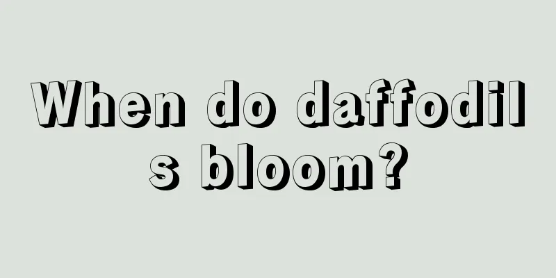 When do daffodils bloom?