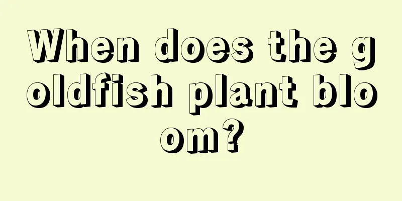 When does the goldfish plant bloom?