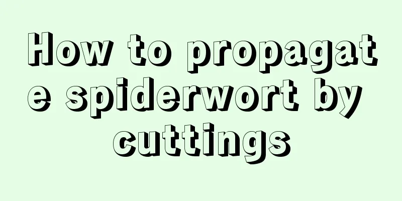 How to propagate spiderwort by cuttings