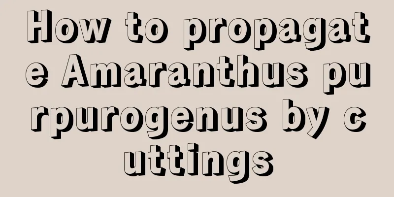 How to propagate Amaranthus purpurogenus by cuttings