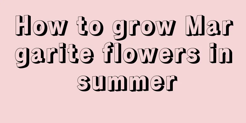 How to grow Margarite flowers in summer