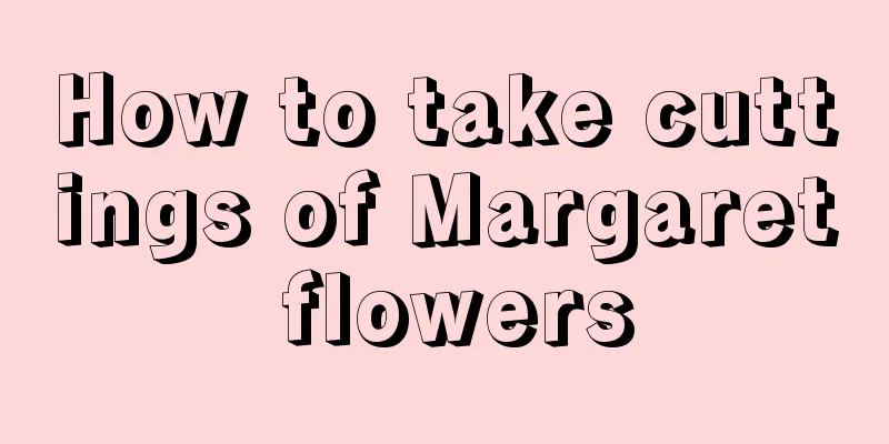 How to take cuttings of Margaret flowers