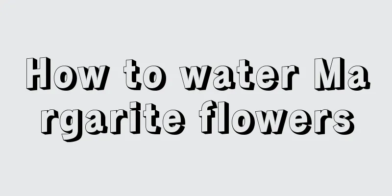 How to water Margarite flowers