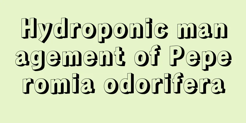 Hydroponic management of Peperomia odorifera