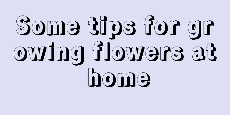 Some tips for growing flowers at home