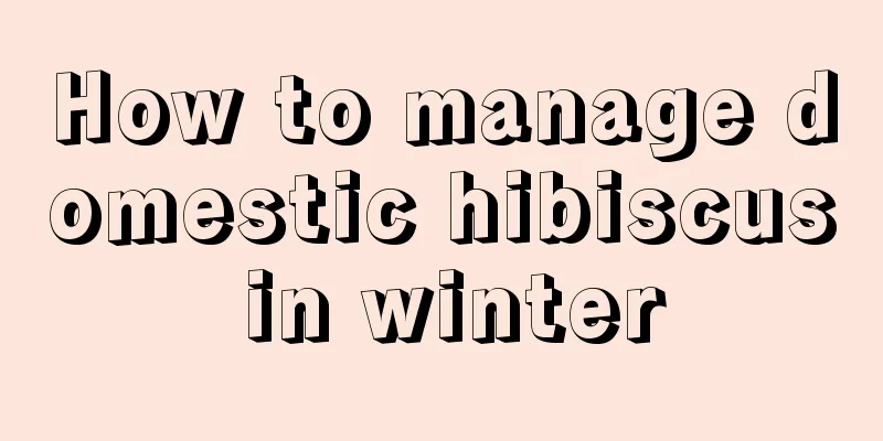 How to manage domestic hibiscus in winter