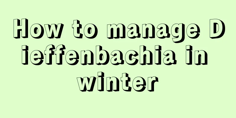 How to manage Dieffenbachia in winter