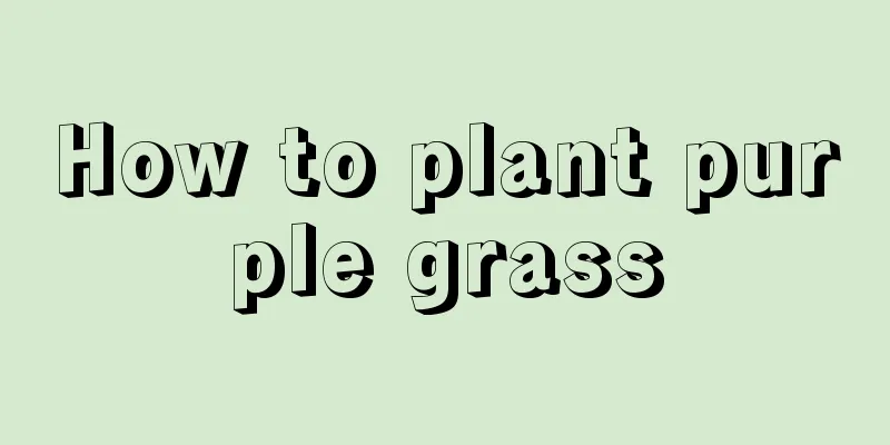 How to plant purple grass