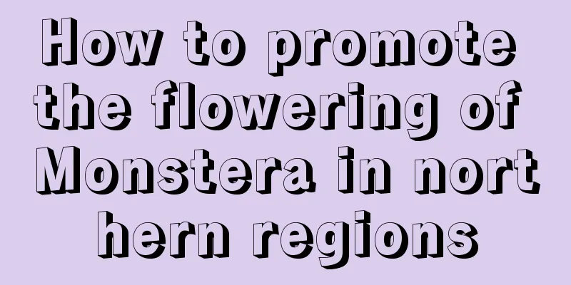 How to promote the flowering of Monstera in northern regions