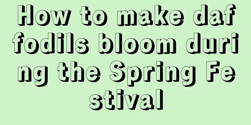 How to make daffodils bloom during the Spring Festival