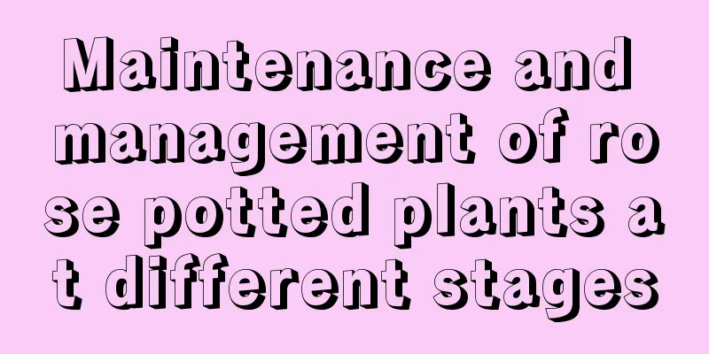 Maintenance and management of rose potted plants at different stages