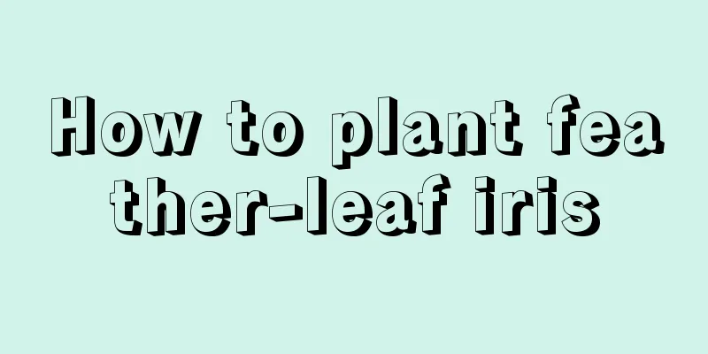 How to plant feather-leaf iris