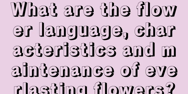 What are the flower language, characteristics and maintenance of everlasting flowers?