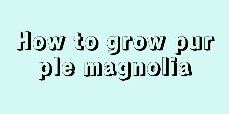 How to grow purple magnolia