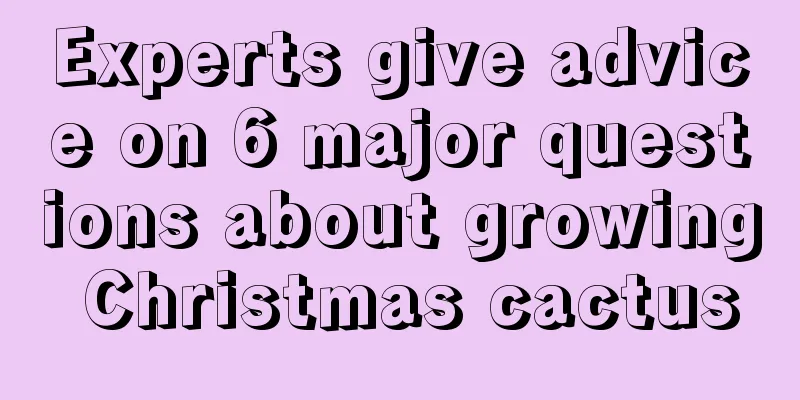 Experts give advice on 6 major questions about growing Christmas cactus