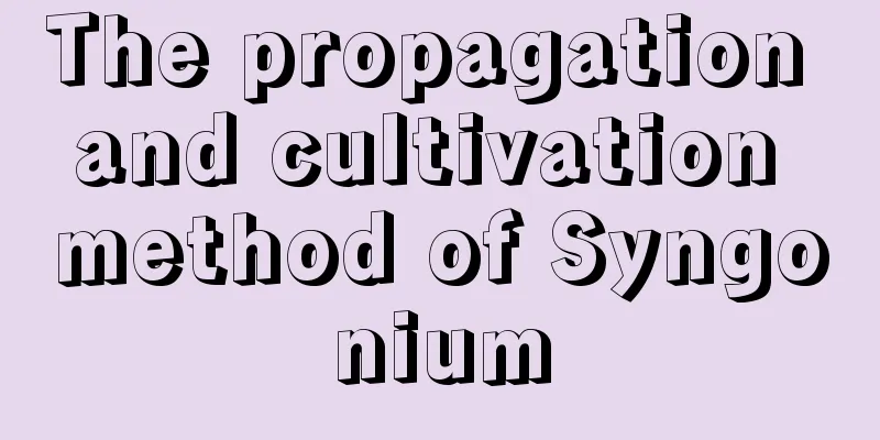 The propagation and cultivation method of Syngonium