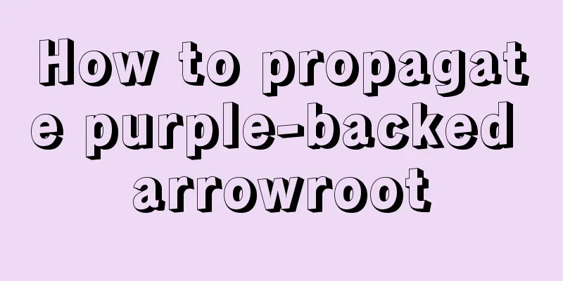 How to propagate purple-backed arrowroot