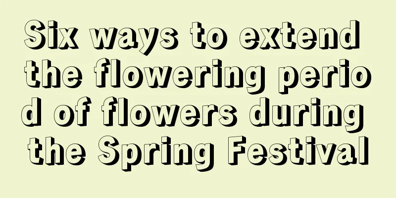 Six ways to extend the flowering period of flowers during the Spring Festival