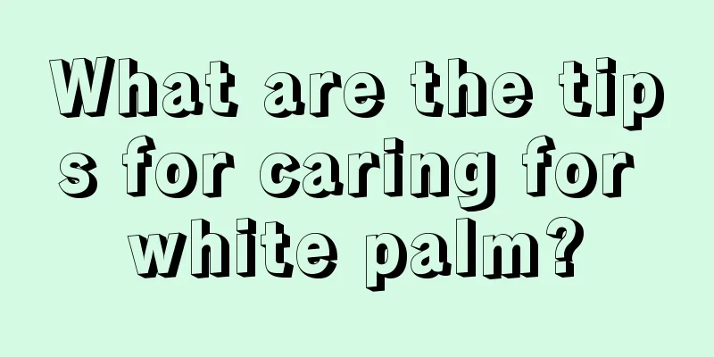 What are the tips for caring for white palm?