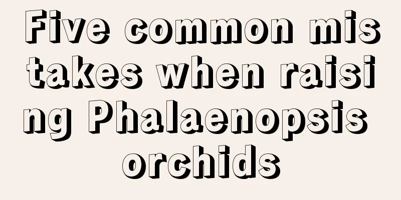 Five common mistakes when raising Phalaenopsis orchids