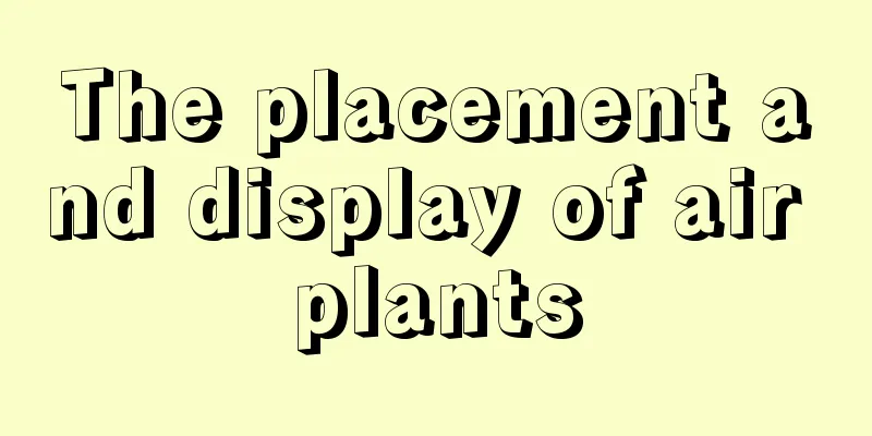 The placement and display of air plants