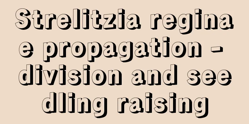 Strelitzia reginae propagation - division and seedling raising