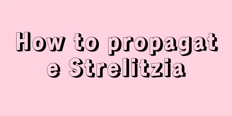 How to propagate Strelitzia