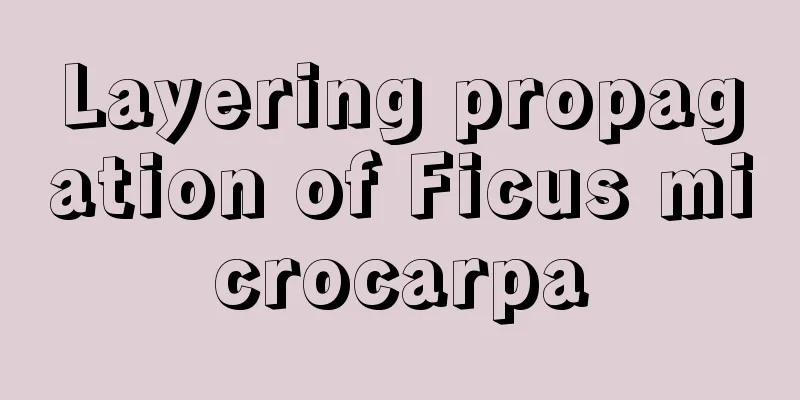 Layering propagation of Ficus microcarpa