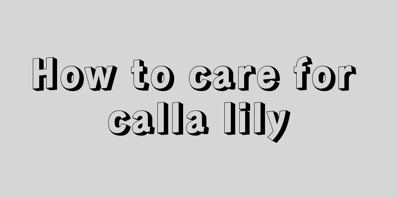 How to care for calla lily