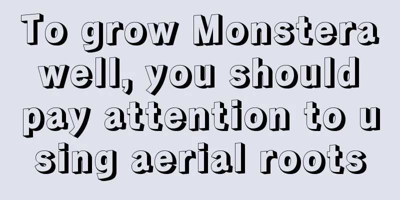 To grow Monstera well, you should pay attention to using aerial roots