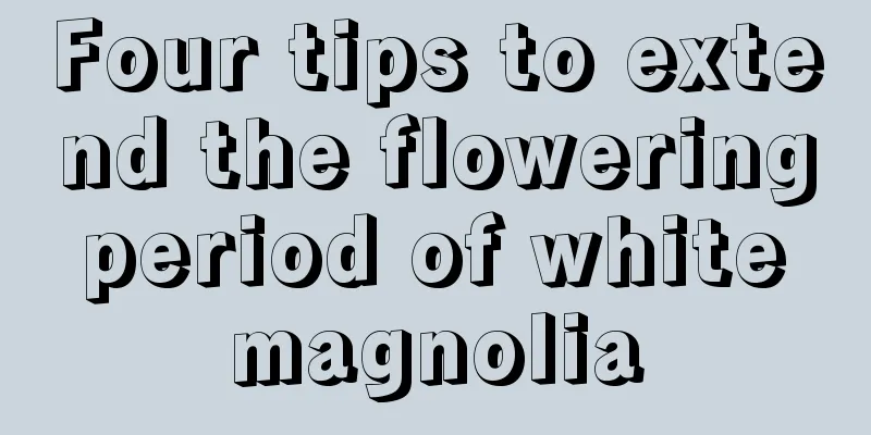 Four tips to extend the flowering period of white magnolia