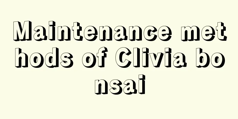 Maintenance methods of Clivia bonsai