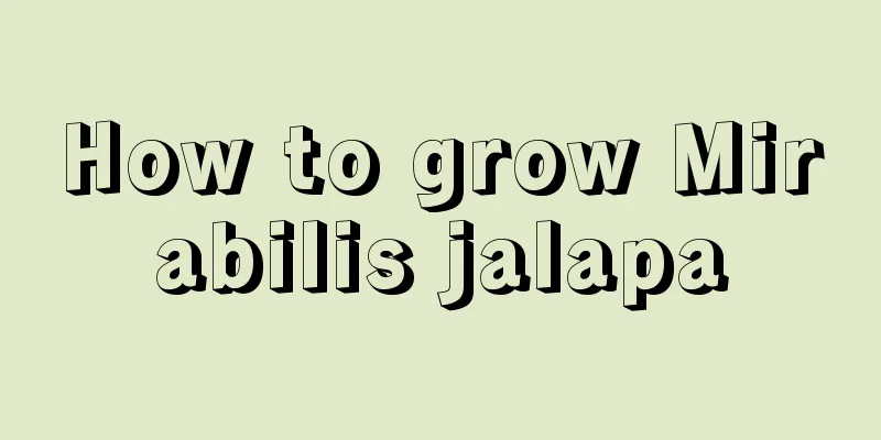 How to grow Mirabilis jalapa