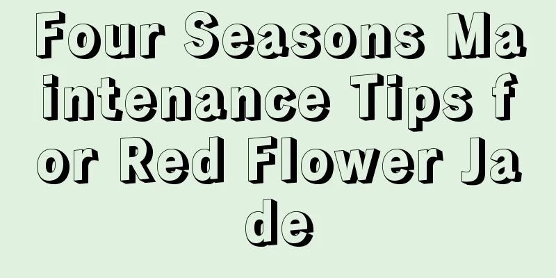 Four Seasons Maintenance Tips for Red Flower Jade