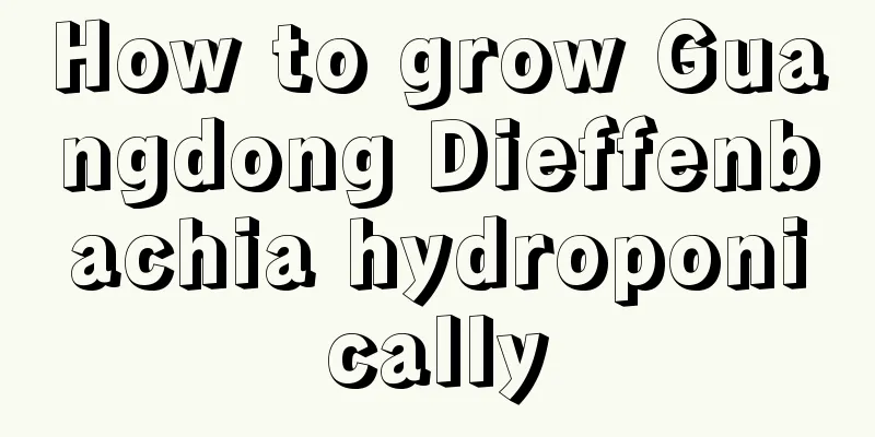 How to grow Guangdong Dieffenbachia hydroponically